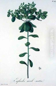 Euphorbia Helioscopia from Phytographie Medicale by L.F.J. Hoquart