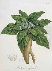 Mandragora Officinarum from Phytographie Medicale by L.F.J. Hoquart