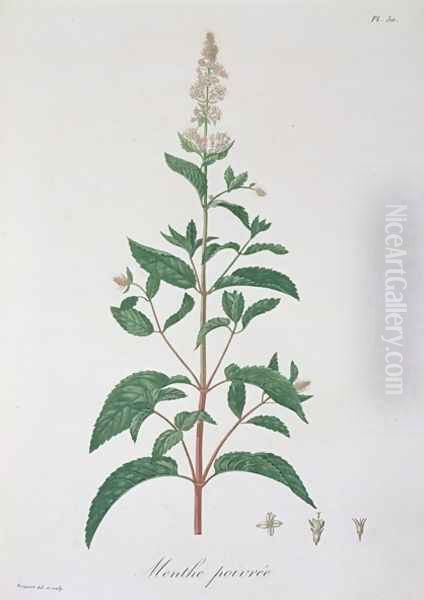 Mentha Piperita from Phytographie Medicale - view 1