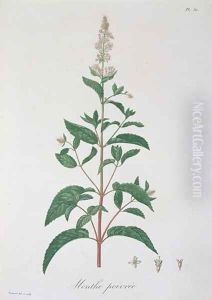 Mentha Piperita from Phytographie Medicale by L.F.J. Hoquart