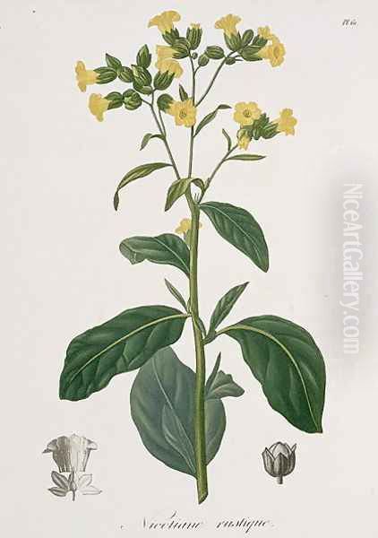 Nicotiana from Phytographie Medicale - view 1
