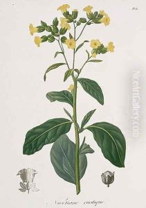 Nicotiana from Phytographie Medicale by L.F.J. Hoquart