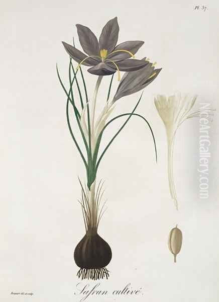 Saffron Crocus from Phytographie Medicale - view 1