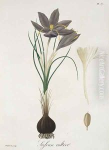 Saffron Crocus from Phytographie Medicale Saffron Crocus from Phytographie Medicale