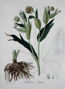 Helleborus Foetidus from Phytographie Medicale by L.F.J. Hoquart