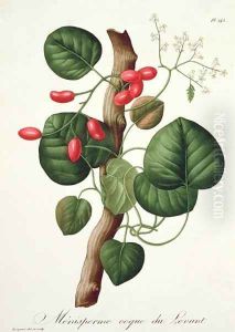 Menispermum from Phytographie Medicale