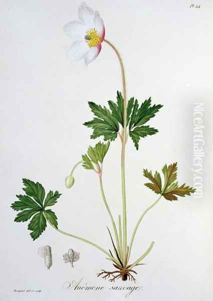 Wood Anemone from Phytographie Medicale - view 1