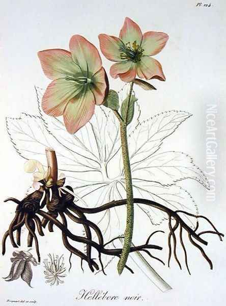 Helleborus Niger from Phytographie Medicale - view 1