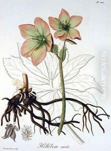 Helleborus Niger from Phytographie Medicale by L.F.J. Hoquart