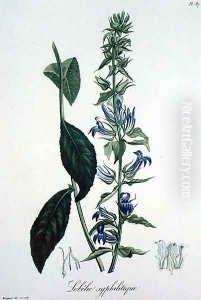 Lobelia Siphilitica from Phytographie Medicale - view 1