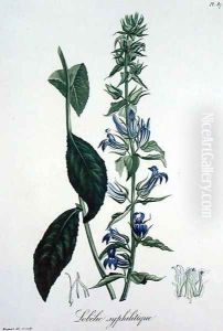 Lobelia Siphilitica from Phytographie Medicale by L.F.J. Hoquart