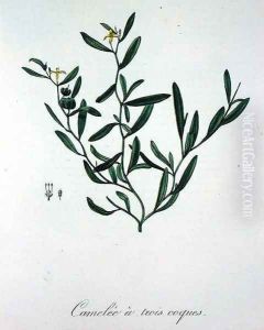 Three Shell Camelia from Phytographie Medicale