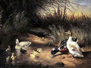 Ducks Drake and Ducklings by Ewald Honnef