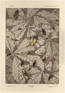Beetles plate 38 from Fantaisies decoratives by Jules Auguste Habert-Dys
