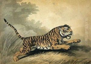 A Tigress leaping to the right by Samuel Howitt