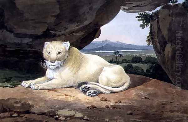 Lioness - view 1