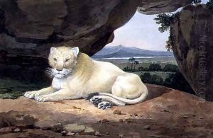 Lioness by Samuel Howitt
