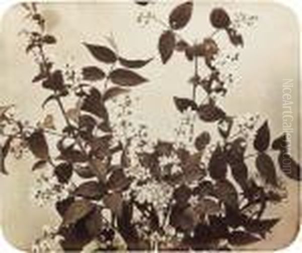 Fleurs - view 1