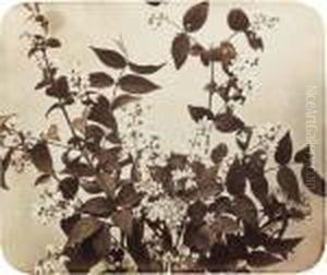 Fleurs by Adolphe Braun