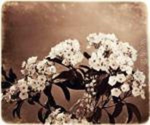 Orchidees by Adolphe Braun