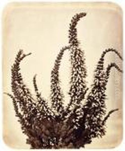 Lupins - view 1