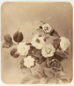 Etudes De Fleurs by Adolphe Braun