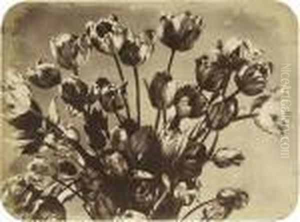Tulips - view 1