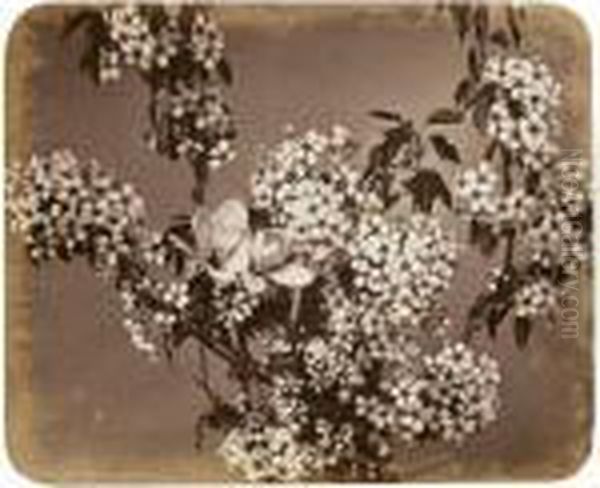 Two Flower Studies - view 1