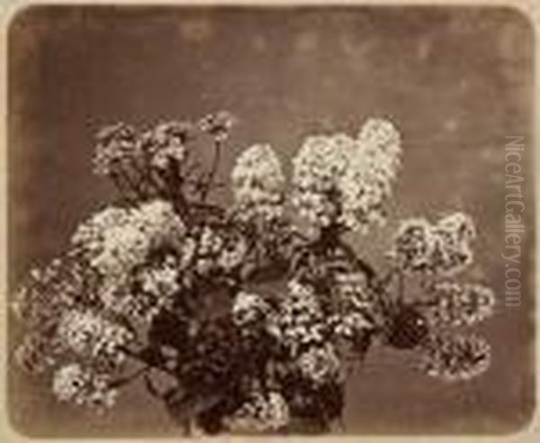 Ohne Titel(phlox) - view 1
