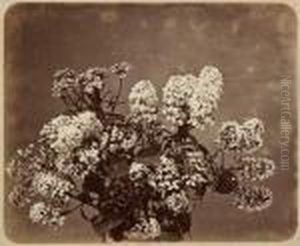 Ohne Titel(phlox) by Adolphe Braun