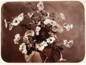 Untitled (flower Study), C.1858