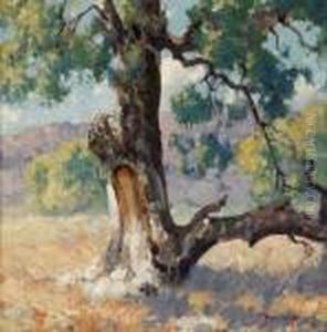 Under The Sycamore Under The Sycamore