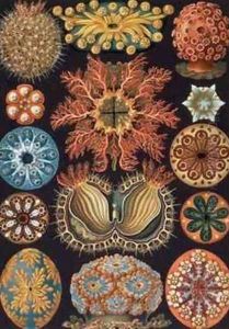 Ascidiae plate 85 from Kunstformen der Natur by Ernst Haeckel