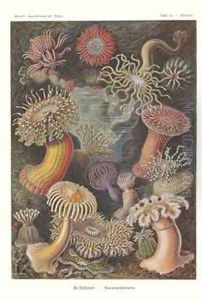 Actiniae Sea anemone Pl49 from Kunstformen der Natur by Ernst Haeckel