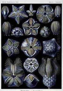 Blastoidea plate from Artforms of Nature by Ernst Haeckel