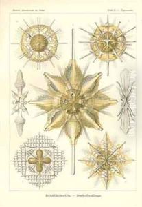 Acanthometra Stachelstrahlinge Pl21 from Kunstformen der Natur by Ernst Haeckel