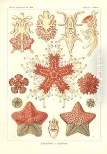 Asteridea Sea Star Pl40 from Kunstformen der Natur by Ernst Haeckel