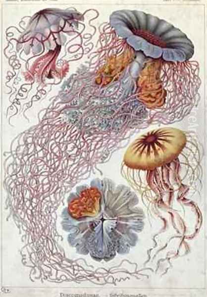 Jellyfish from Kunstformen der Natur - view 1