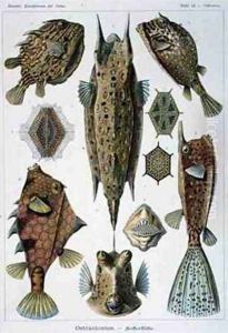 Ostraciontes plate from Artforms of Nature by Ernst Haeckel