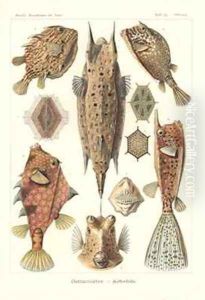 Ostracion teleosts Pl42 from Kunstformen der Natur by Ernst Haeckel