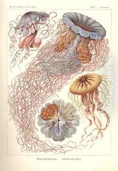 Discomedusae Scheibenquallen Pl 8 from Kunstformen der Natur - view 1
