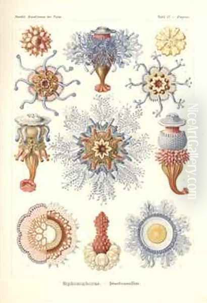 Siphonophorae Jelly Fish from Kunstformen der Natur - view 1