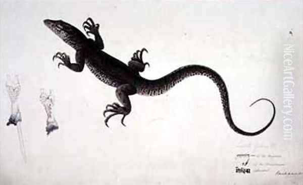 The Lacerta Gudua Monitor - view 1