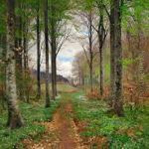 Spring Day In The Woods With Beeches And Anemones