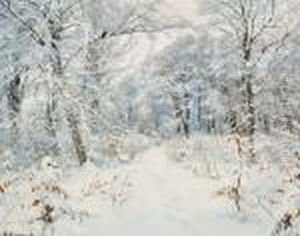 A Winter's Day In The Forest With Newly-fallen Snow