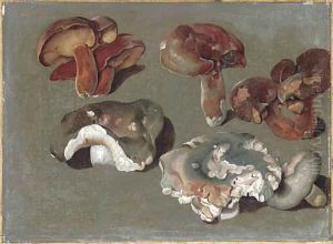 Studies of fungi the lower three are Russula cyanoxantha, 'The Charcoal Burner' by Ferdinand Phillip de Hamilton
