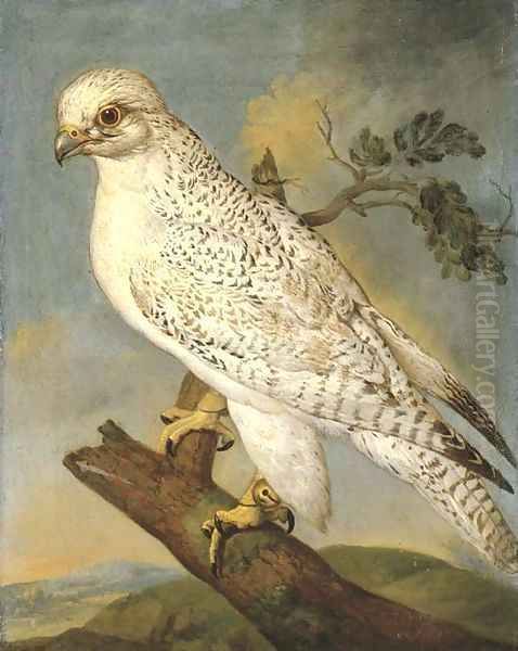 A falcon on a branch - view 1