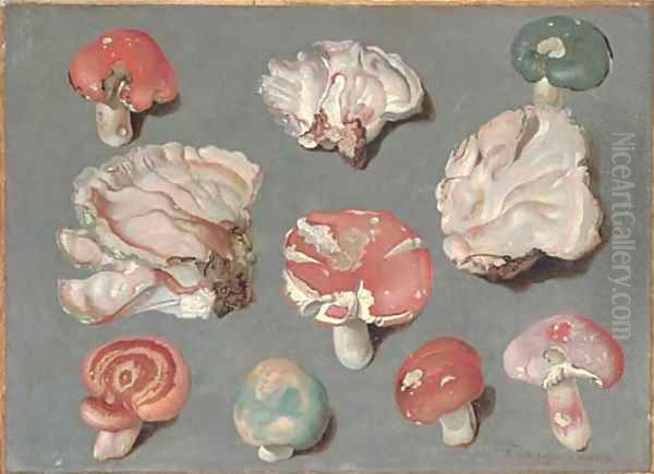 Studies of fungi, including three examples of pinkish-white Bracket fungi (possibly Rigidoperus ulmarius), and edible mushrooms Russula xerampelina - view 1