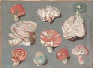 Studies of fungi, including three examples of pinkish-white Bracket fungi (possibly Rigidoperus ulmarius), and edible mushrooms Russula xerampelina by Ferdinand Phillip de Hamilton