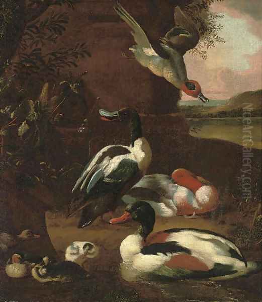 Wooded river landscape with muscovy ducks in the foreground - view 1